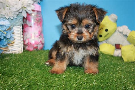 yorkshire terrier for sale wisconsin